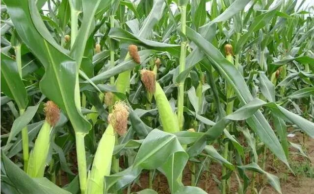 2020年全國普及乙醇汽油 生物燃料要唱主角 生物質顆粒機設備為之驕傲 2020年全國普及乙醇汽油 生物燃料要唱主角 生物質顆粒機設備為之驕傲