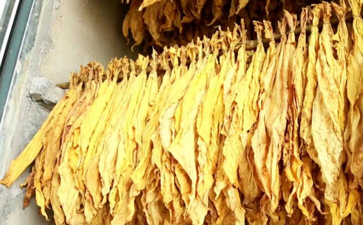 “烘烤出來的煙葉非常漂亮,色澤勻稱鮮亮,不像以前燃煤烘烤容易掛灰,鋸末顆粒機的顆粒燃料烤煙既環保又降低了勞動強度。”在該村溠水坪烘烤工場,種植戶張國輝忙著將一桿桿“黃金葉”從生物質新能源烤房中取出,他對“綠色烘烤”贊不絕口。 “烘烤出來的煙葉非常漂亮,色澤勻稱鮮亮,不像以前燃煤烘烤容易掛灰,鋸末顆粒機的顆粒燃料烤煙既環保又降低了勞動強度。”在該村溠水坪烘烤工場,種植戶張國輝忙著將一桿桿“黃金葉”從生物質新能源烤房中取出,他對“綠色烘烤”贊不絕口。